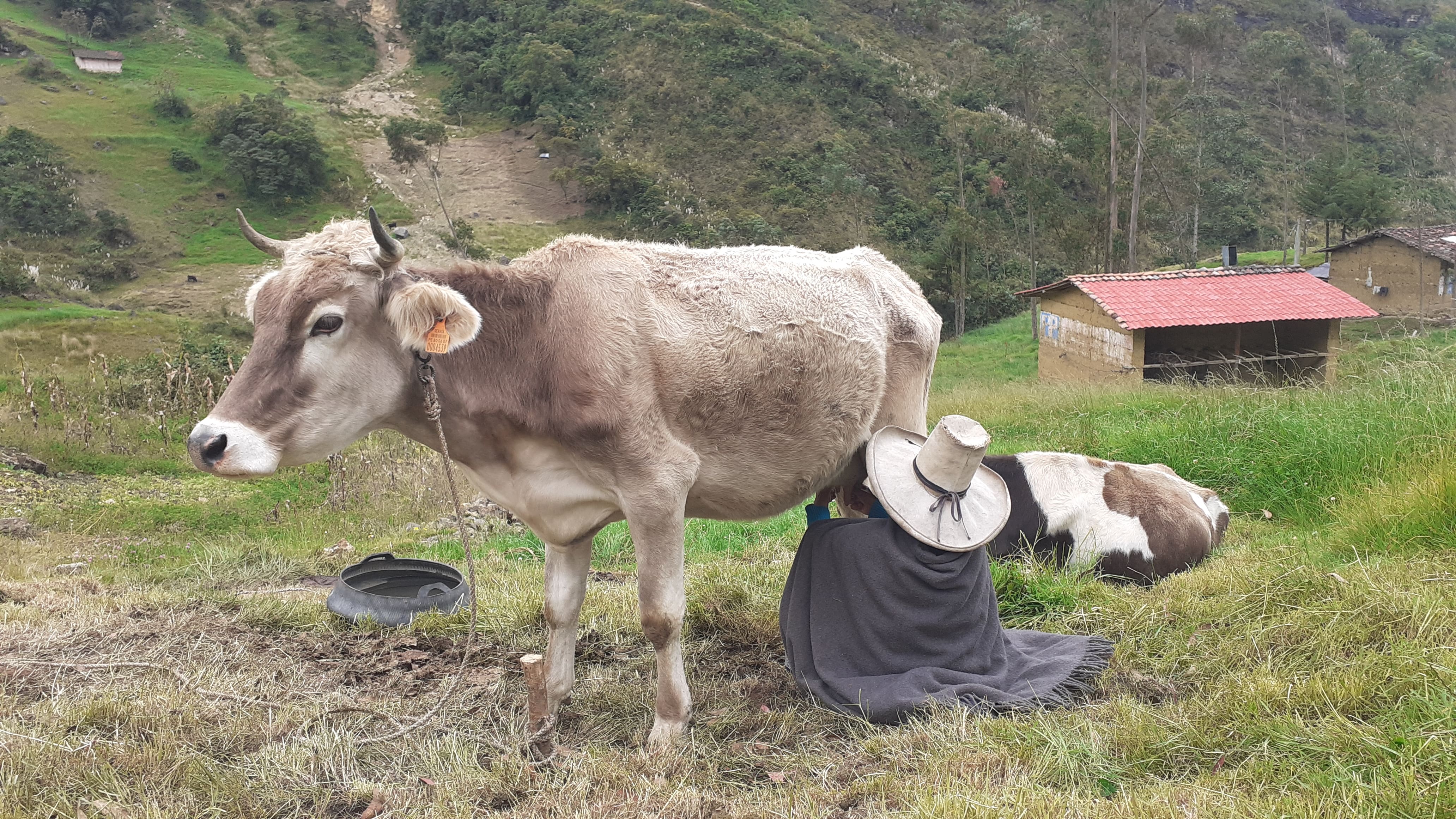 Traire des vaches, une activité journalière à Desecuentro. Juillet 2021 © Martín Cavero Traire des vaches, une activité journalière à Desecuentro. Juillet 2021 © Martín Cavero