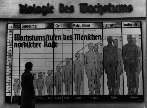 The chart "Stages of Growth for Members of the Nordic Race" in Germany, in the 1930s. The chart "Stages of Growth for Members of the Nordic Race" in Germany, in the 1930s.