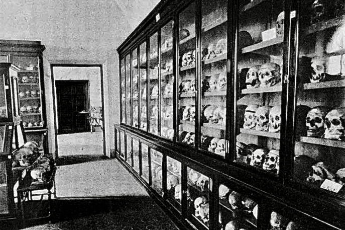 collection craniologique du musée lombrosien (fin XIXe-début XXe siècle)