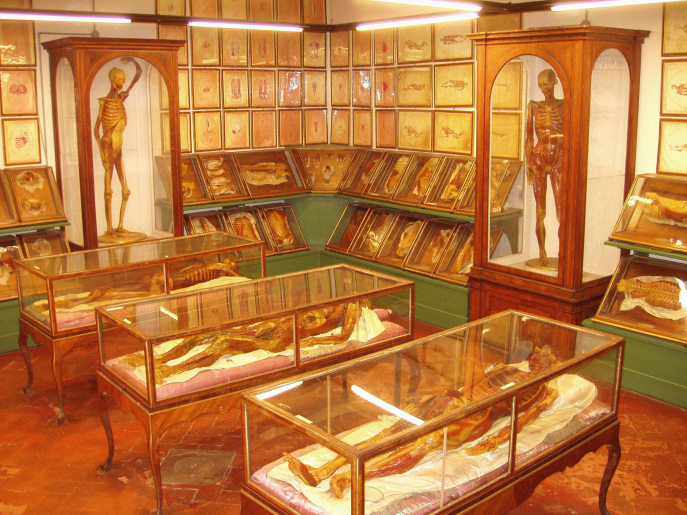 Musée de La Specola (Florence)