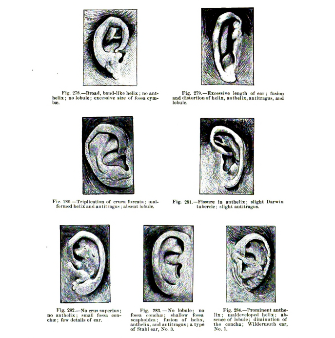 photos en noir et blanc de 7 oreilles